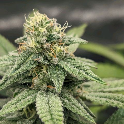 Lemon Cherry Gelato x Black Velvet #1 growlog photo: No water, still heavy 