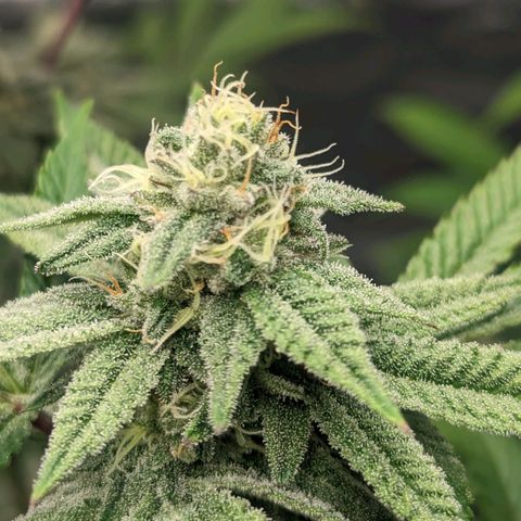Lemon Cherry Gelato x Black Velvet #1 growlog photo: No water, still heavy 