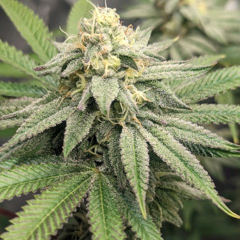 Lemon Cherry Gelato x Black Velvet #1 growlog timeline photo