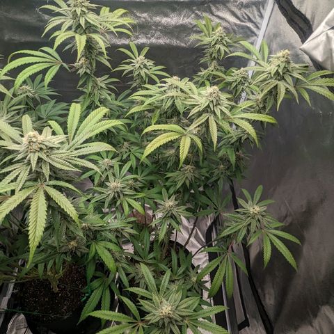 Lemon Cherry Gelato x Black Velvet #1 growlog timeline photo