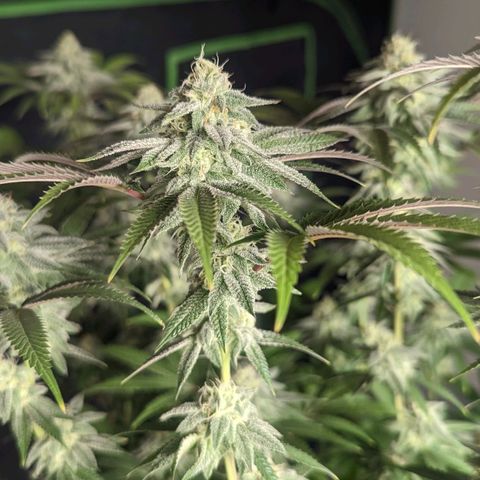 Lemon Cherry Gelato x Black Velvet #1 growlog timeline photo