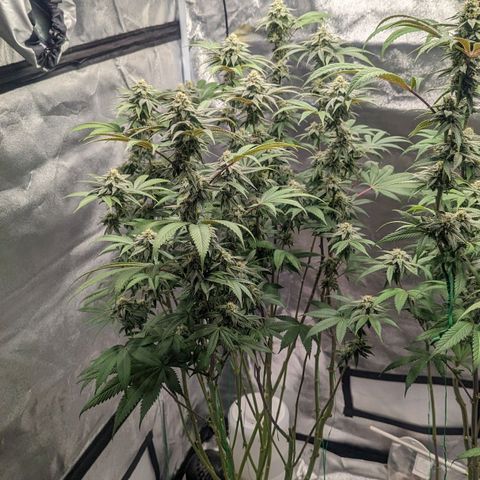 Lemon Cherry Gelato x Black Velvet #1 growlog timeline photo