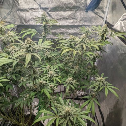Lemon Cherry Gelato x Black Velvet #1 growlog timeline photo