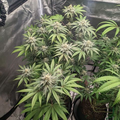 Lemon Cherry Gelato x Black Velvet #1 growlog timeline photo
