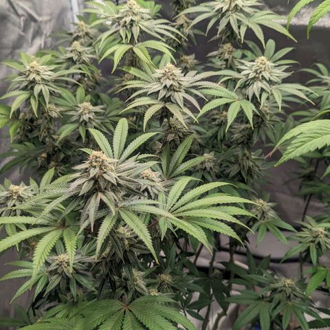 Lemon Cherry Gelato x Black Velvet #1 growlog timeline photo