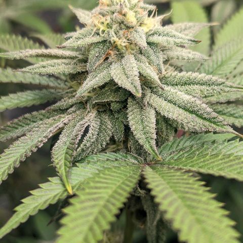 Lemon Cherry Gelato x Black Velvet #1 growlog timeline photo