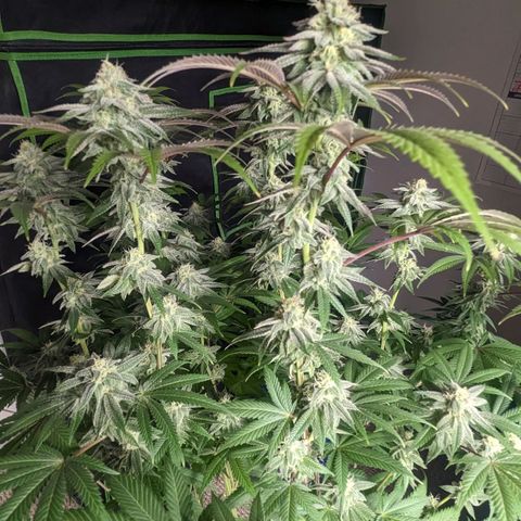 Lemon Cherry Gelato x Black Velvet #1 growlog timeline photo
