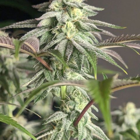 Lemon Cherry Gelato x Black Velvet #1 growlog timeline photo