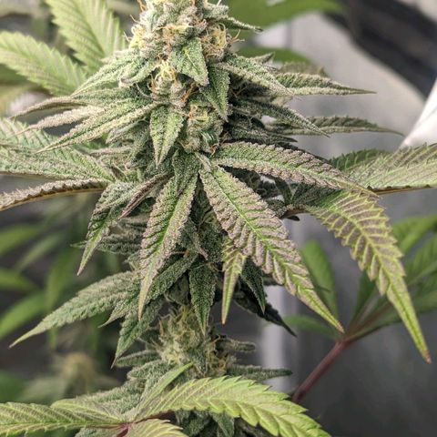 Lemon Cherry Gelato x Black Velvet #1 growlog timeline photo