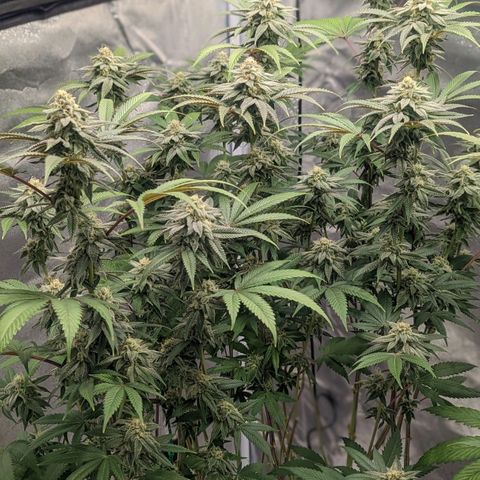 Lemon Cherry Gelato x Black Velvet #1 growlog timeline photo