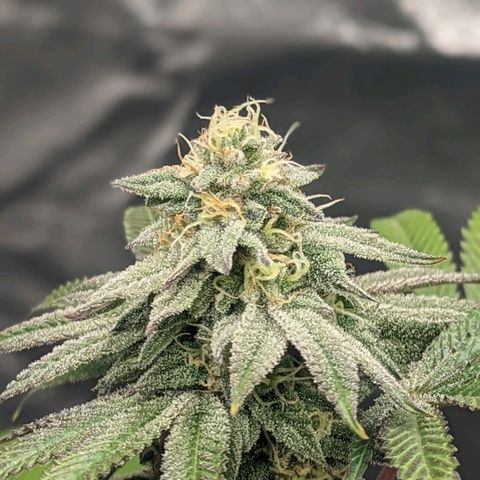 Lemon Cherry Gelato x Black Velvet #1 growlog timeline photo