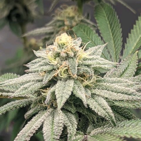 Lemon Cherry Gelato x Black Velvet #1 growlog timeline photo