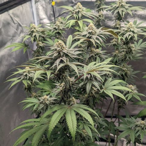 Lemon Cherry Gelato x Black Velvet #1 growlog timeline photo