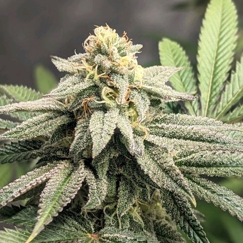 Lemon Cherry Gelato x Black Velvet #1 growlog timeline photo
