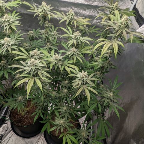 Lemon Cherry Gelato x Black Velvet #1 growlog timeline photo