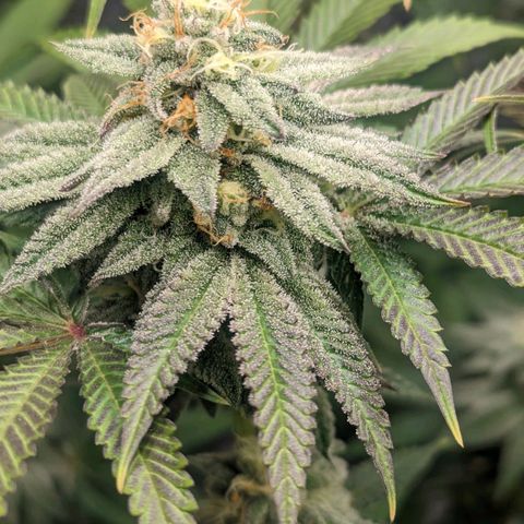 Lemon Cherry Gelato x Black Velvet #1 growlog timeline photo