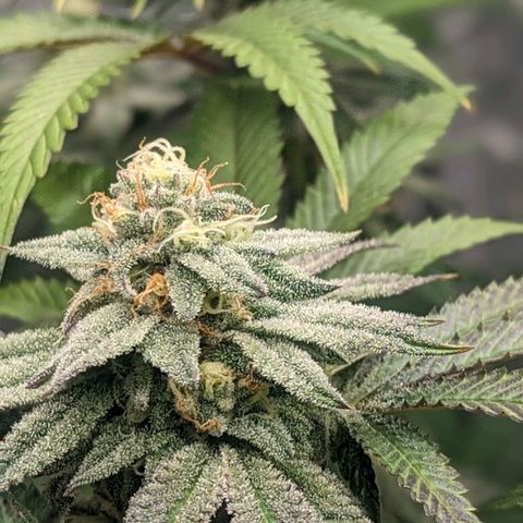 Lemon Cherry Gelato x Black Velvet #1 growlog timeline photo