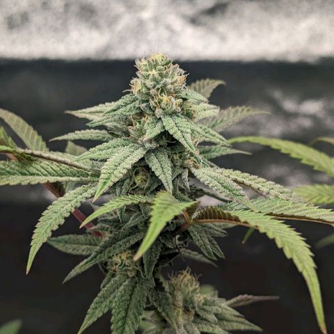 Lemon Cherry Gelato x Black Velvet #1 growlog timeline photo