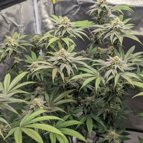 Lemon Cherry Gelato x Black Velvet #1 growlog timeline photo