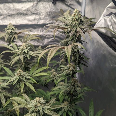 Lemon Cherry Gelato x Black Velvet #1 growlog timeline photo