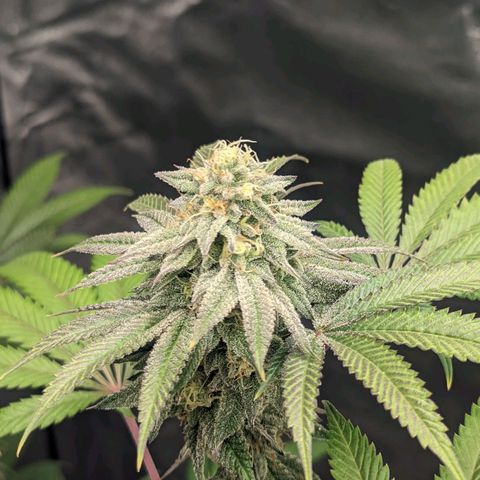 Lemon Cherry Gelato x Black Velvet #1 growlog timeline photo