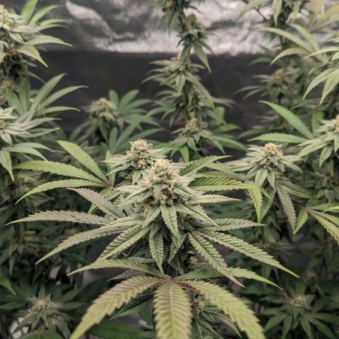 Lemon Cherry Gelato x Black Velvet #1 growlog timeline photo
