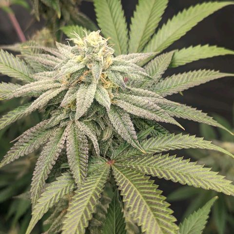 Lemon Cherry Gelato x Black Velvet #1 growlog timeline photo