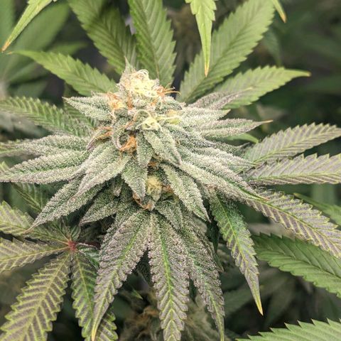 Lemon Cherry Gelato x Black Velvet #1 growlog timeline photo