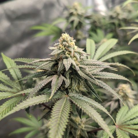 Lemon Cherry Gelato x Black Velvet #1 growlog timeline photo