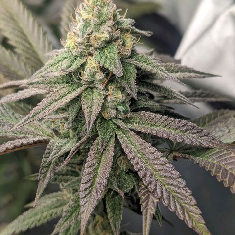 Lemon Cherry Gelato x Black Velvet #1 growlog photo: Needs water tomorrow 