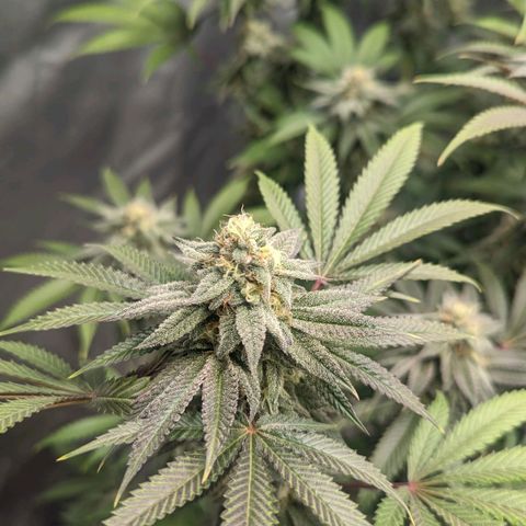 Lemon Cherry Gelato x Black Velvet #1 growlog photo: Needs water tomorrow 