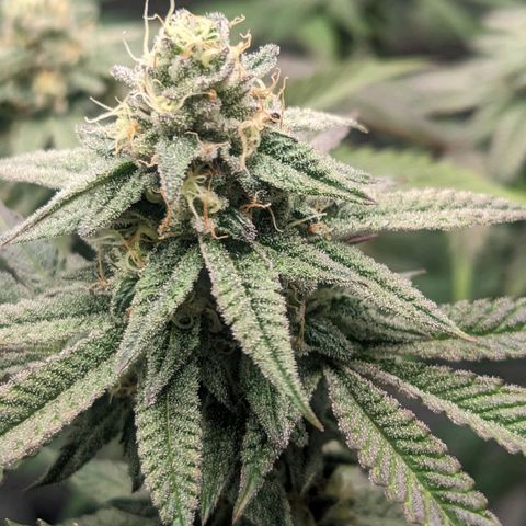Lemon Cherry Gelato x Black Velvet #1 growlog photo: Needs water tomorrow 