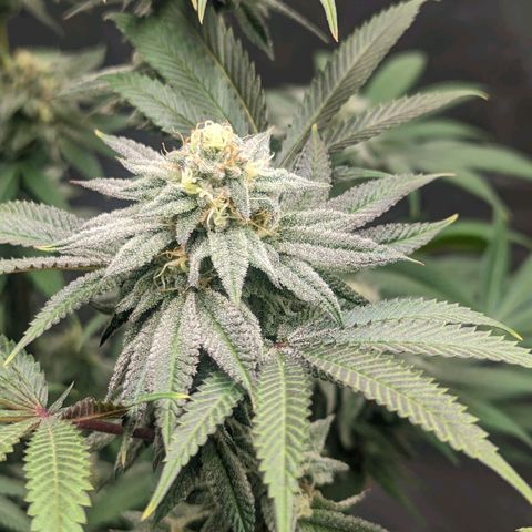 Lemon Cherry Gelato x Black Velvet #1 growlog photo: Needs water tomorrow 