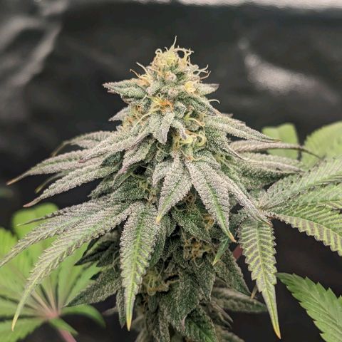 Lemon Cherry Gelato x Black Velvet #1 growlog timeline photo