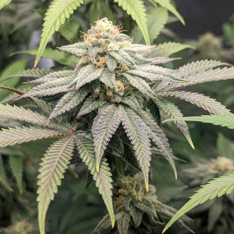 Lemon Cherry Gelato x Black Velvet #1 growlog timeline photo