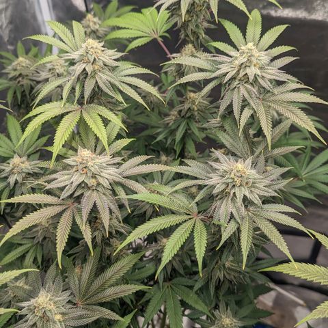 Lemon Cherry Gelato x Black Velvet #1 growlog photo: Needs water tomorrow 