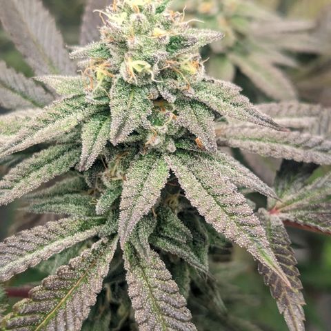 Lemon Cherry Gelato x Black Velvet #1 growlog timeline photo