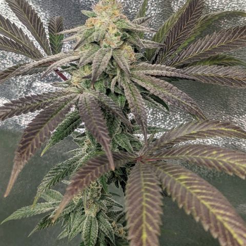 Lemon Cherry Gelato x Black Velvet #1 growlog timeline photo