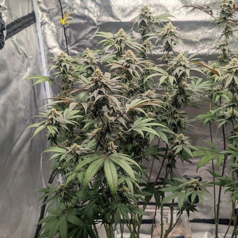 Lemon Cherry Gelato x Black Velvet #1 growlog timeline photo