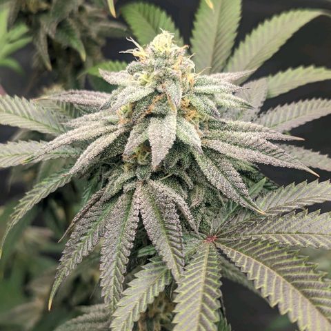 Lemon Cherry Gelato x Black Velvet #1 growlog timeline photo