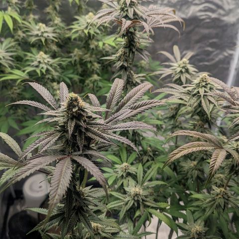 Lemon Cherry Gelato x Black Velvet #1 growlog timeline photo