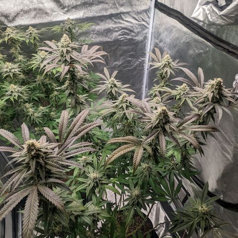 Lemon Cherry Gelato x Black Velvet #1 growlog timeline photo