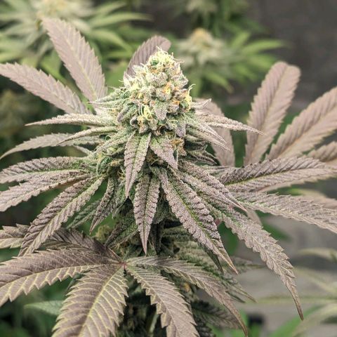 Lemon Cherry Gelato x Black Velvet #1 growlog timeline photo
