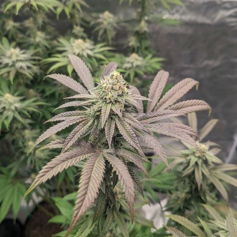 Lemon Cherry Gelato x Black Velvet #1 growlog timeline photo