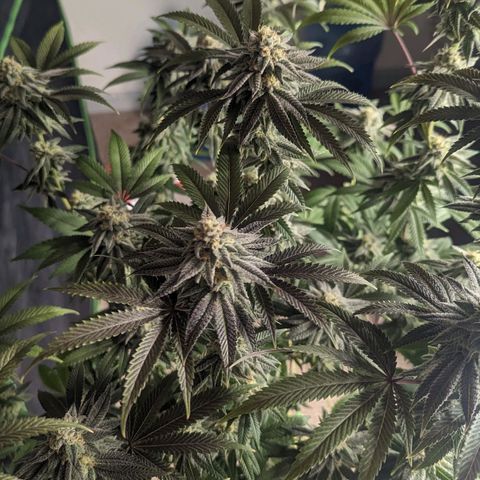 Lemon Cherry Gelato x Black Velvet #1 growlog timeline photo