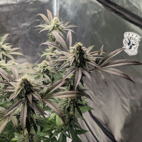 Lemon Cherry Gelato x Black Velvet #1 growlog timeline photo