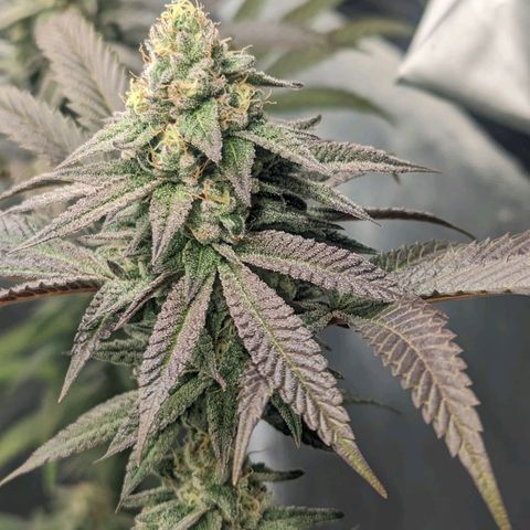 Lemon Cherry Gelato x Black Velvet #1 growlog timeline photo