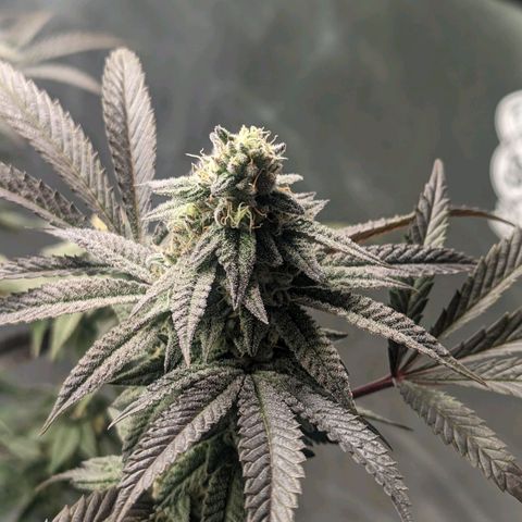Lemon Cherry Gelato x Black Velvet #1 growlog timeline photo
