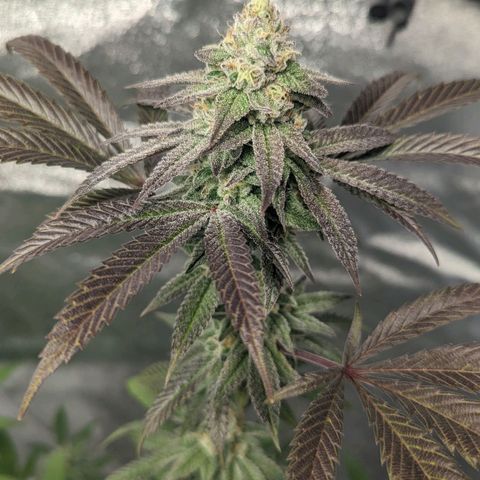 Lemon Cherry Gelato x Black Velvet #1 growlog timeline photo