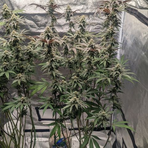 Lemon Cherry Gelato x Black Velvet #1 growlog timeline photo